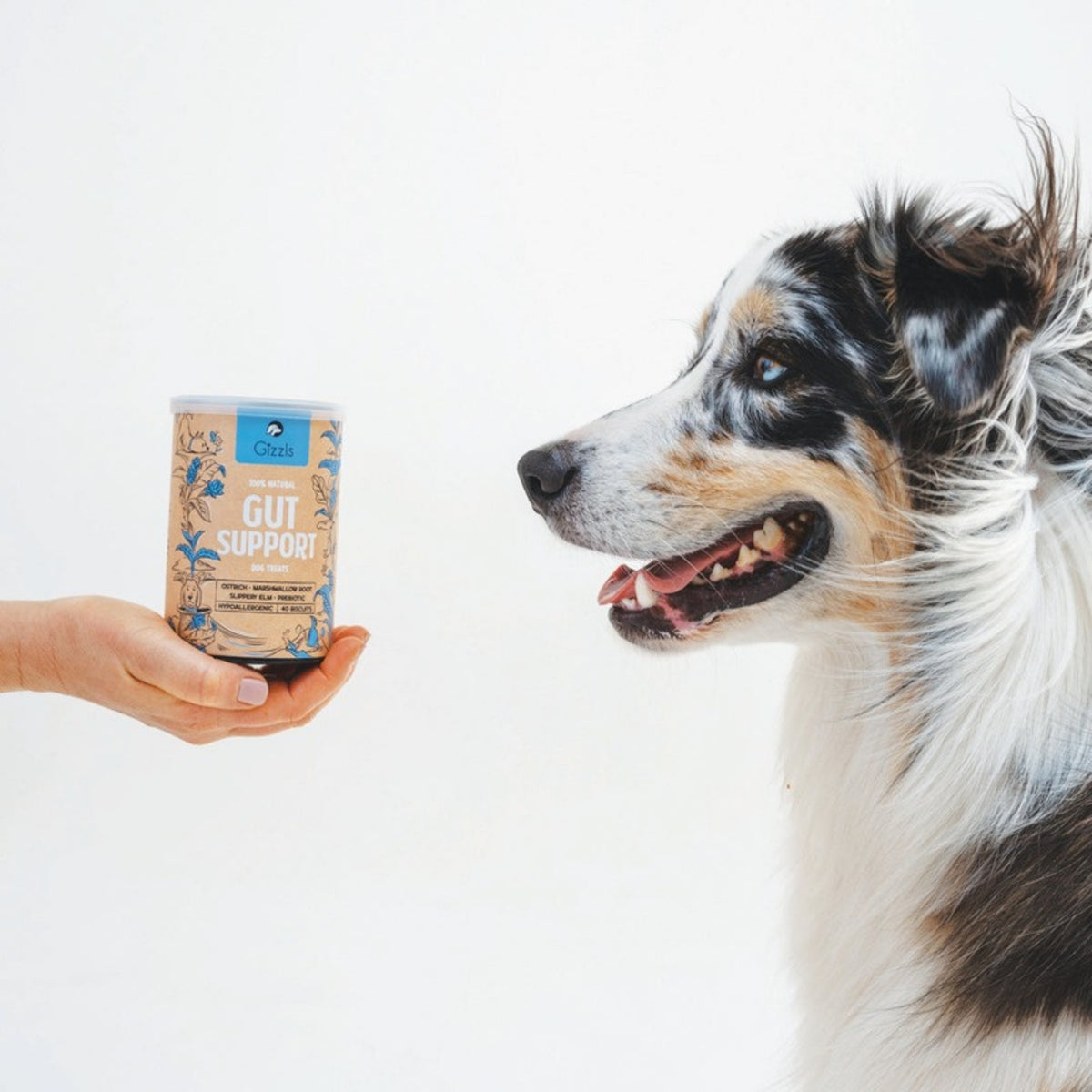 Dog looking at a tin of Gizzls Gut Support natural dog treats