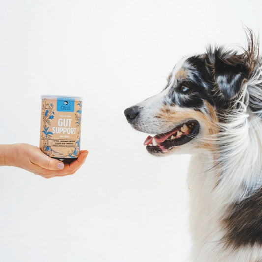Dog looking at a tin of Gizzls Gut Support natural dog treats