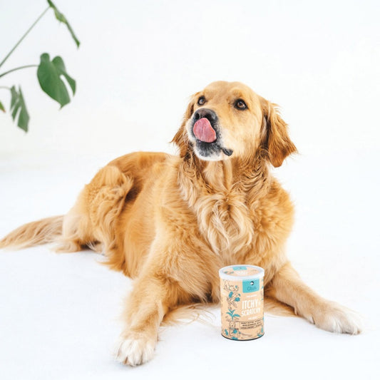 Golden retriever with Gizzls dog treats for allergies and immunity