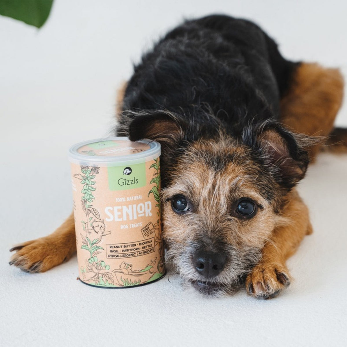 Senior dog with a tin of Gizzls natural senior dog treats
