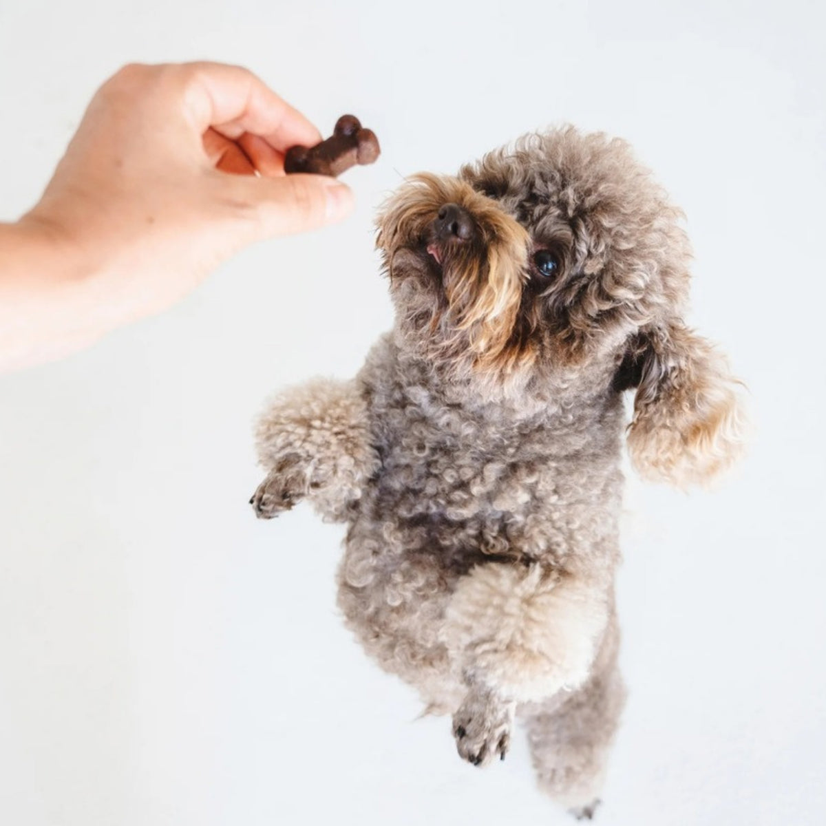 Poodle jumping up for a Gizzls Pap and Vleis soft dog treat