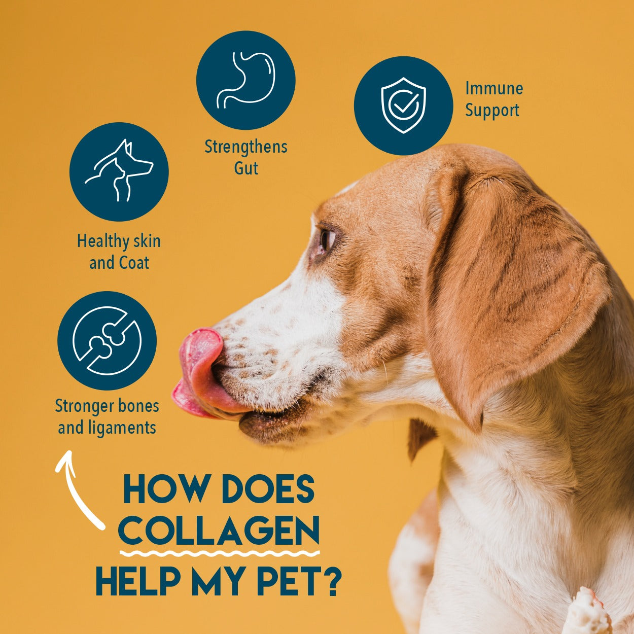 Beef Collagen Powder