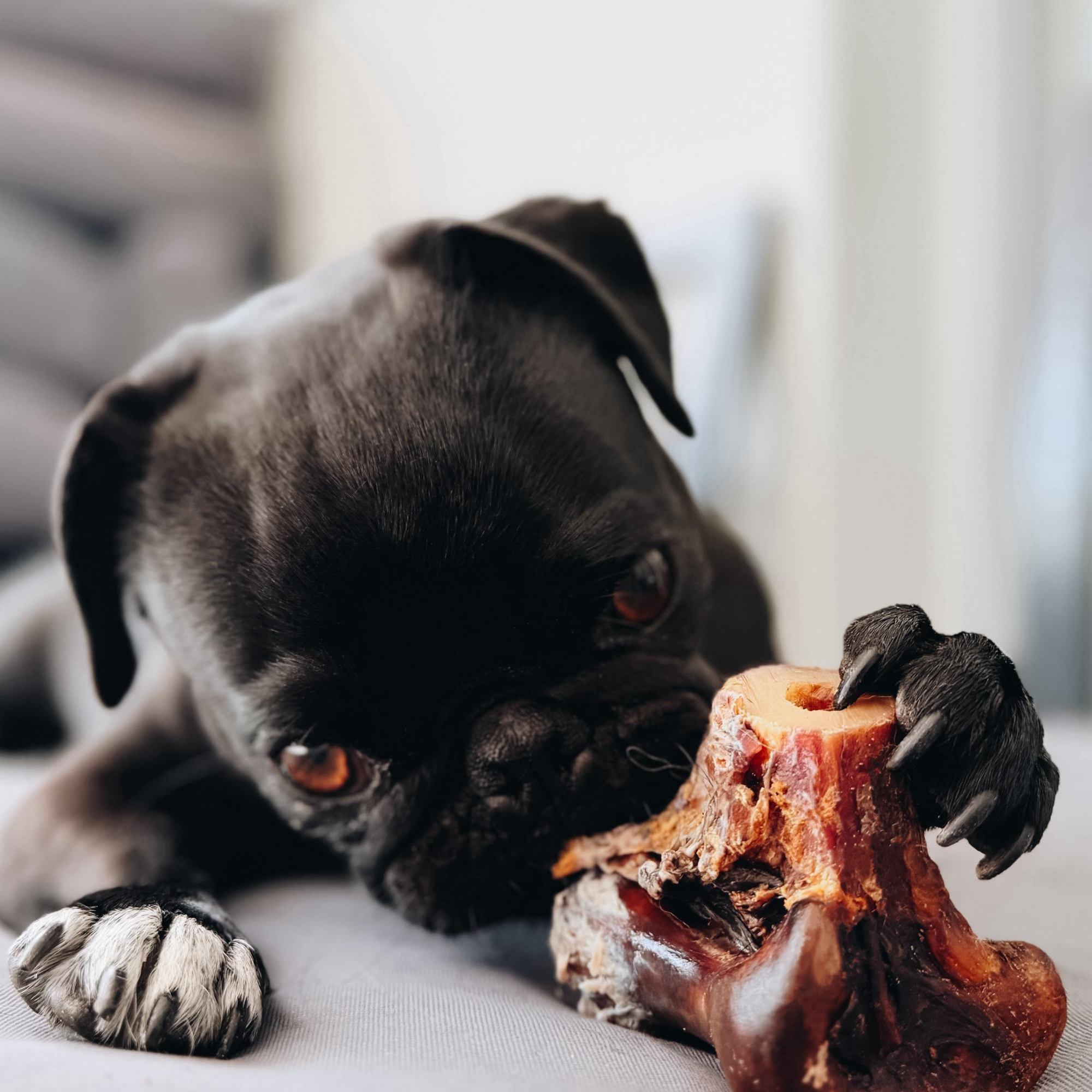 Ostrich Knuckle Dog Chews