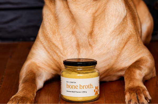 Dog sitting next to a jar of bone broth on a wooden surface