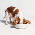 Load image into Gallery viewer, White Handmade Ceramic Dog Bowl
