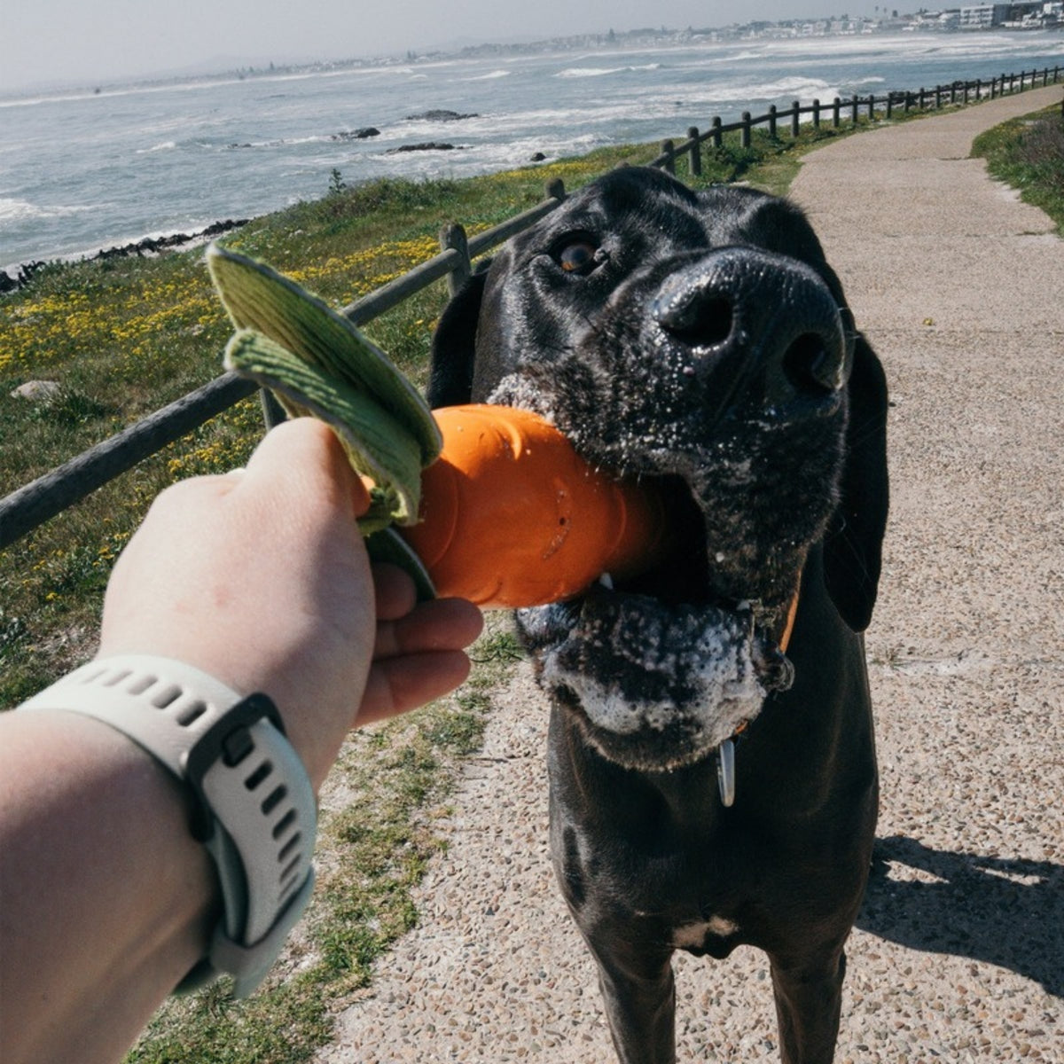 Dog taking the Zugo Crisp Carrot toy from a hand by the sea