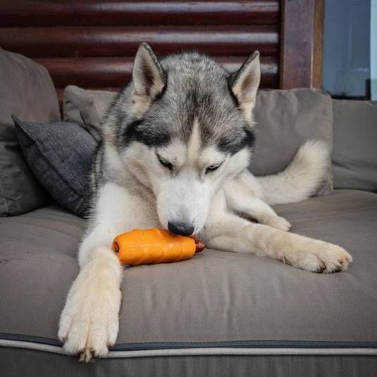 Husky on a couch with the Zugo Hot Doggy toy