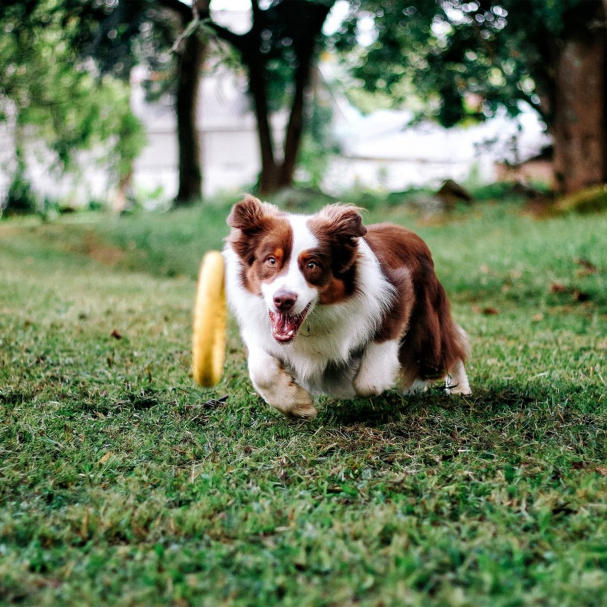 Dog running with the yellow Zugo Loop Ring on the grass