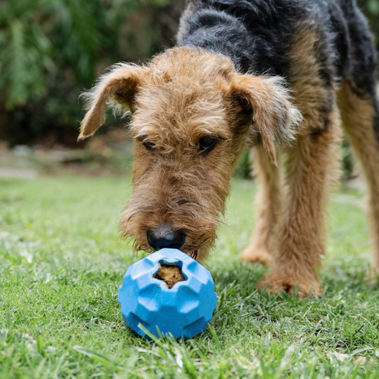 Dog playing with the Zugo Treat Tumbler on the grass