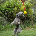 Load image into Gallery viewer, Dog jumping for the Zugo Tugball rope toy in the garden
