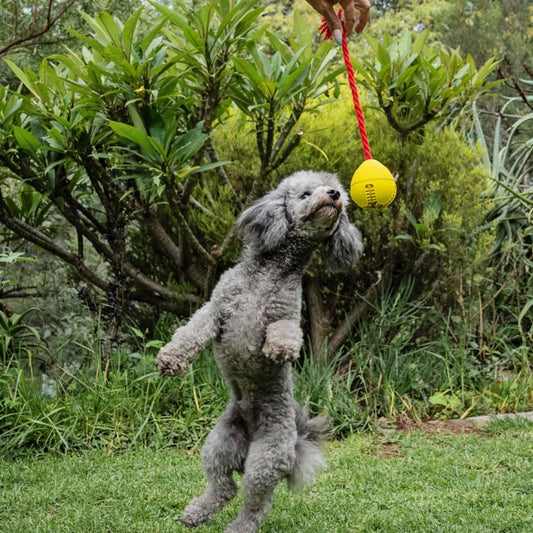 Dog jumping for the Zugo Tugball rope toy in the garden