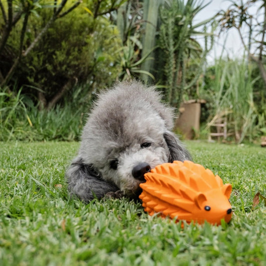 Dog chewing the Zugo Zuhog hedgehog toy on the lawn